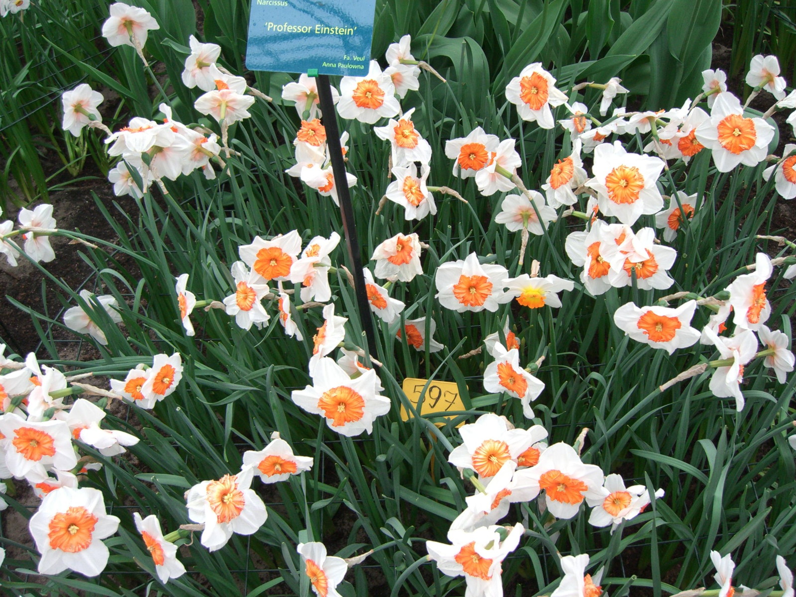 Netherlands Keukenhof